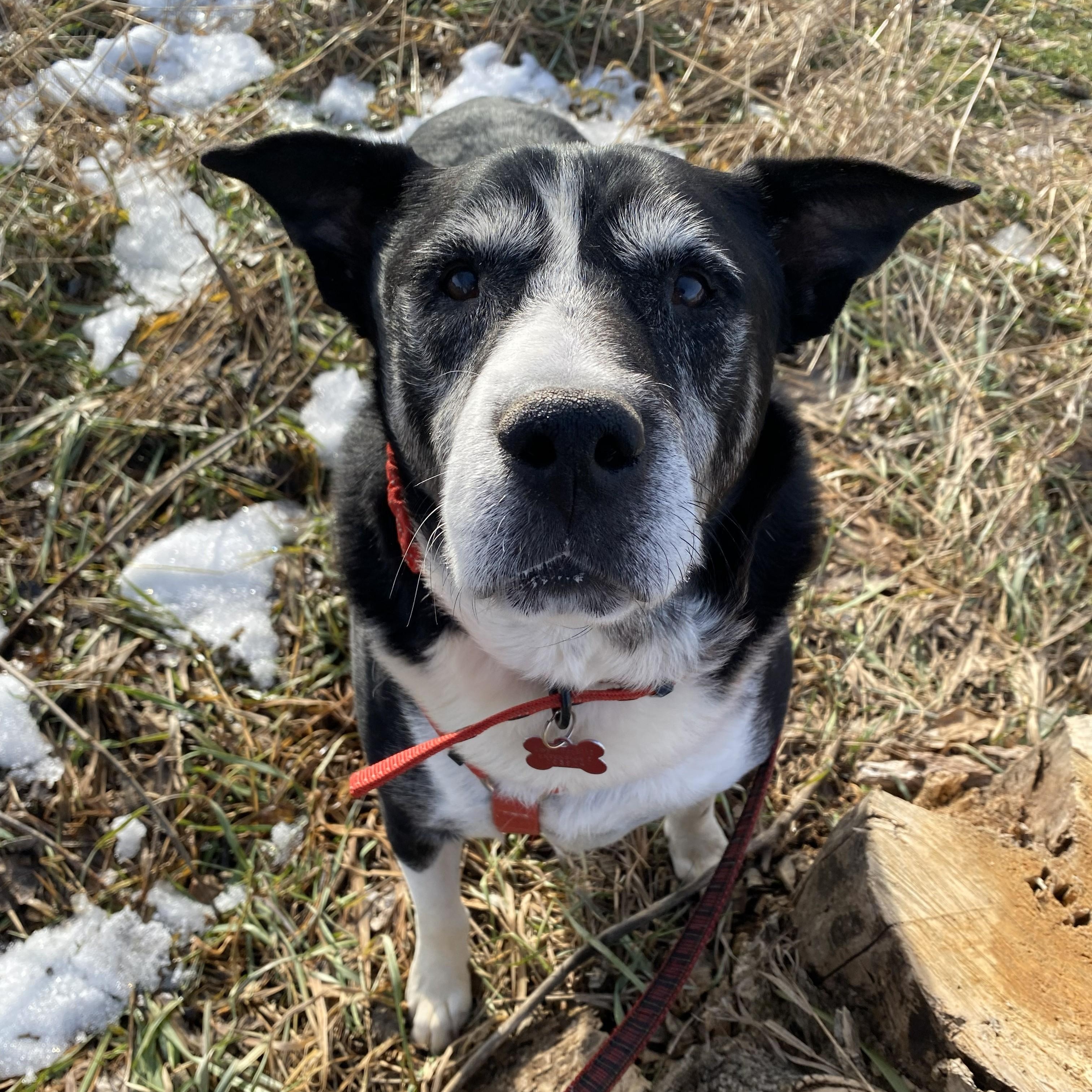 Paco — thumbnail 6