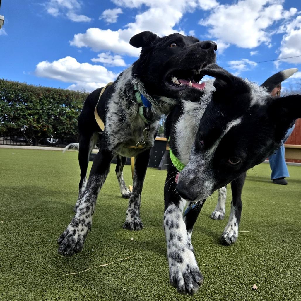 Ralph, Adoptable, Adult Male Cattle Dog & Shepherd.
