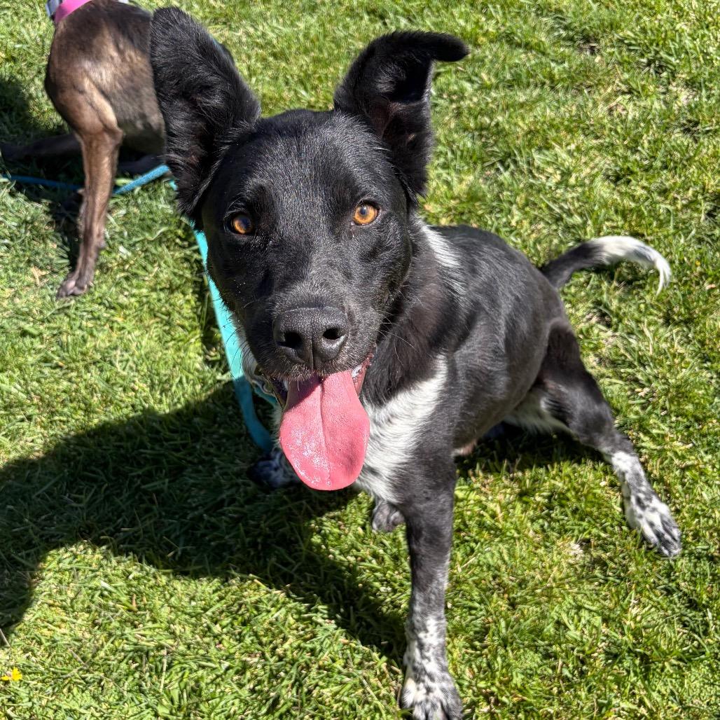 Enlarge Ralph, a Adoptable mixed breed in Albuquerque, NM image 2/6