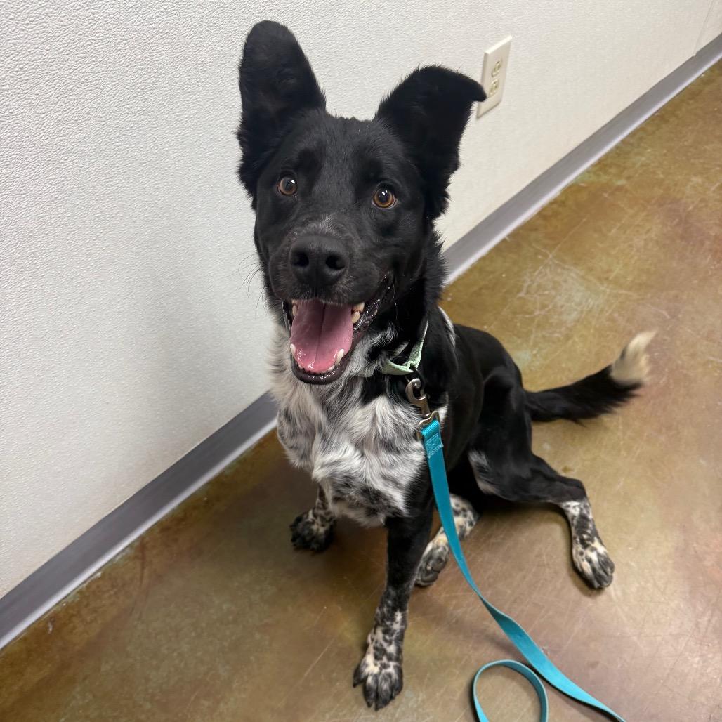 Enlarge Ralph, a Adoptable mixed breed in Albuquerque, NM image 3/6