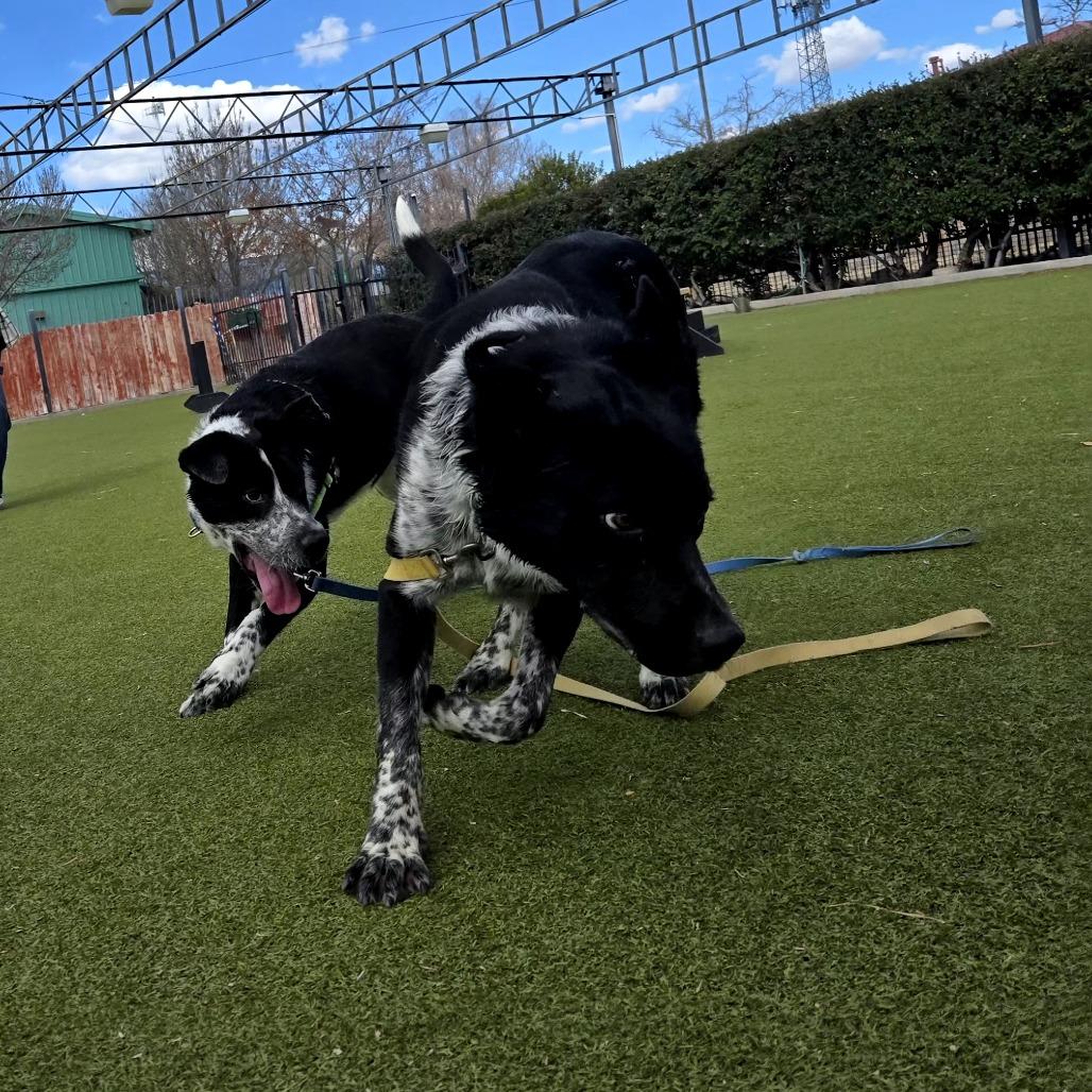 Enlarge Ralph, a Adoptable mixed breed in Albuquerque, NM image 4/6