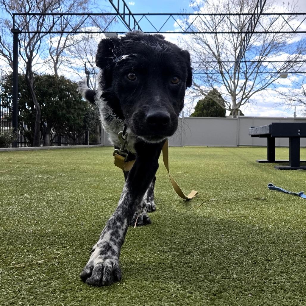 Enlarge Ralph, a Adoptable mixed breed in Albuquerque, NM image 5/6