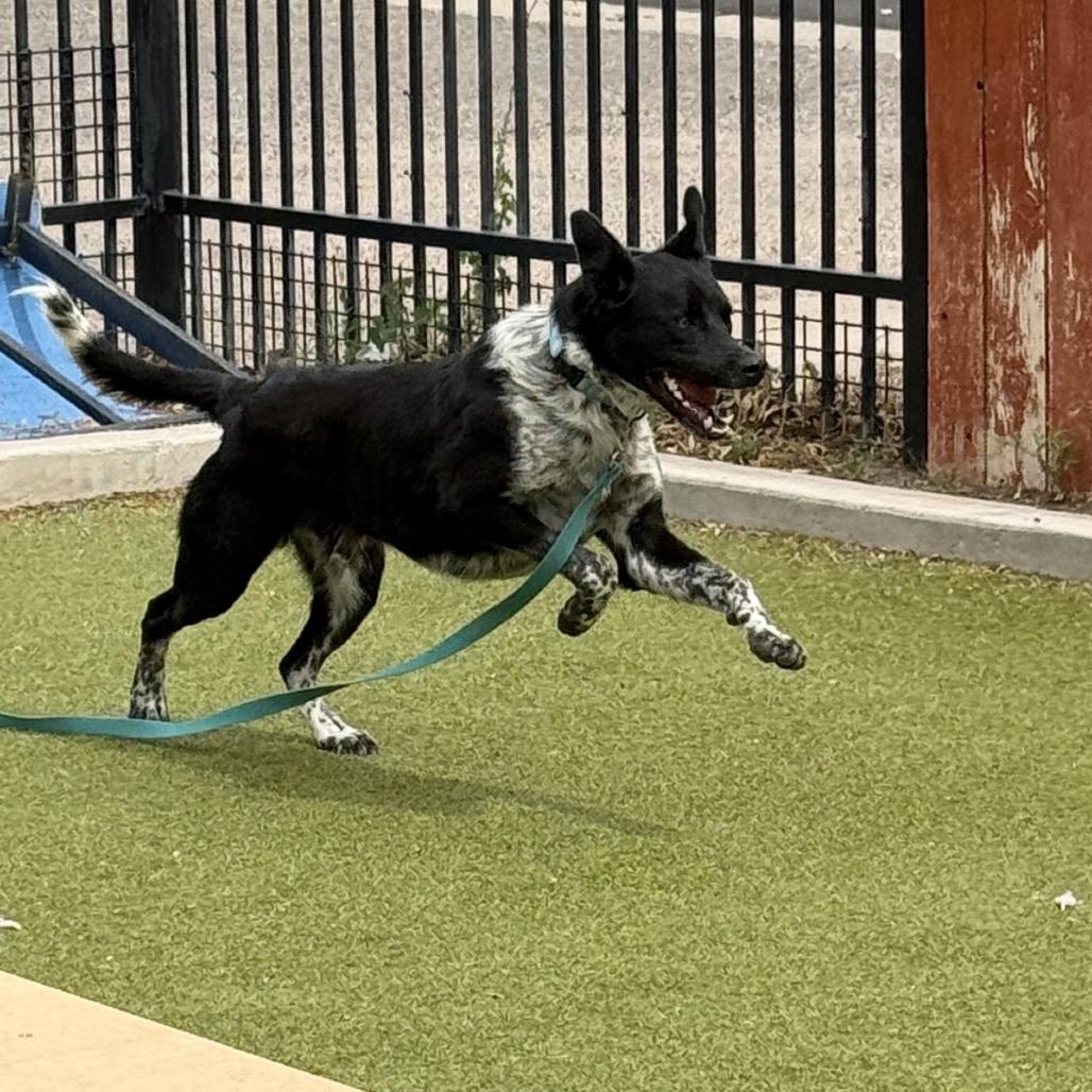 Enlarge Ralph, a Adoptable mixed breed in Albuquerque, NM image 6/6