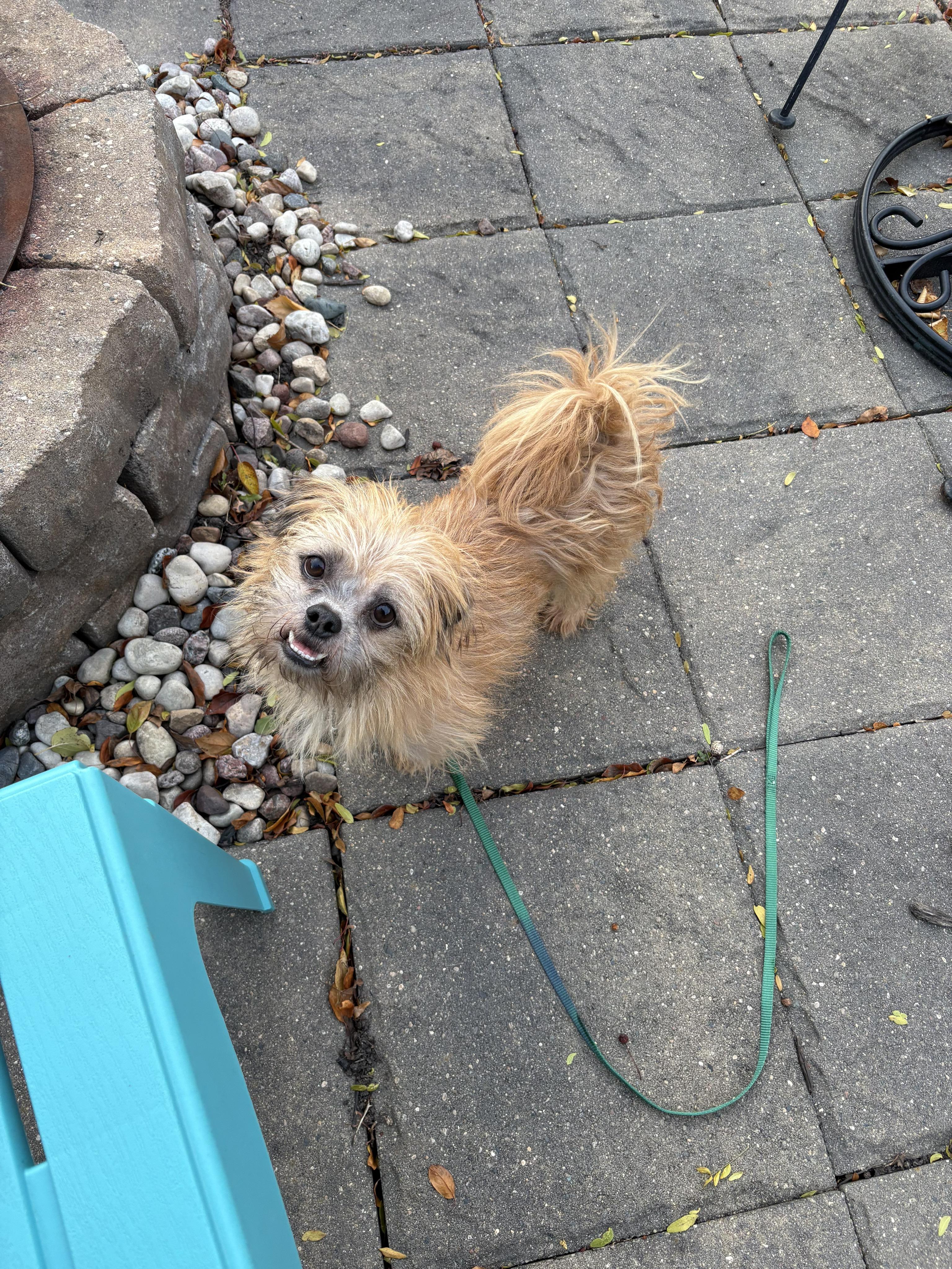 Enlarge Jimmy, a Adopted mixed breed in Little Chute, WI image 6/6