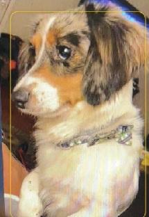 Enlarge RIP PIEBALD, a Adoptable Dachshund (Long Haired) in Georgetown, KY image 1/1