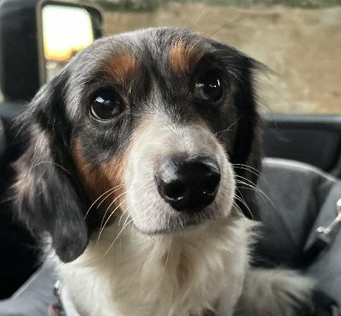 RIP PIEBALD, Adoptable, Adult Male Dachshund (Long Haired).