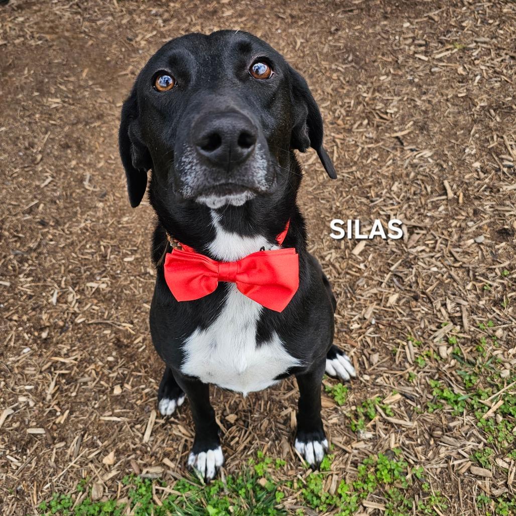 Silas, Adoptable, Adult Male Plott Hound & Labrador Retriever.