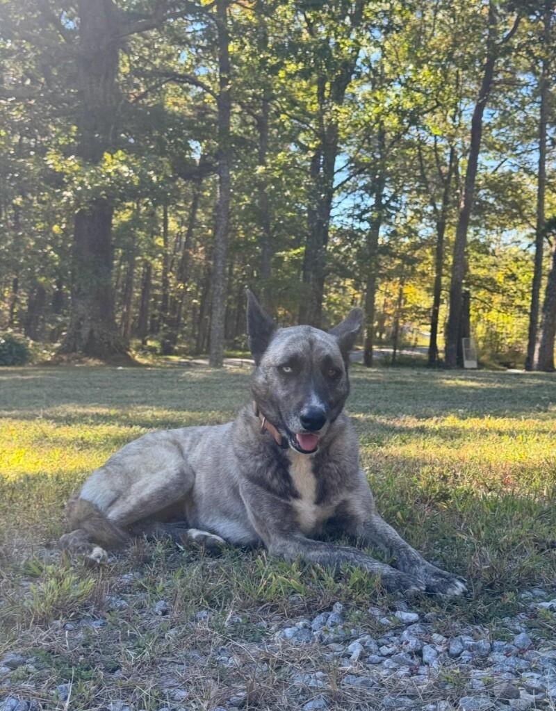 Xina, Adoptable, Adult Female Belgian Shepherd / Malinois.