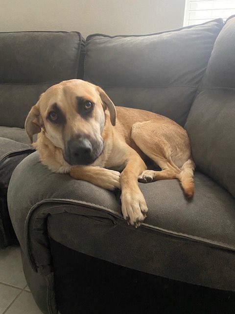 Clyde, a Adoptable mixed breed in Buda, TX image 1/6