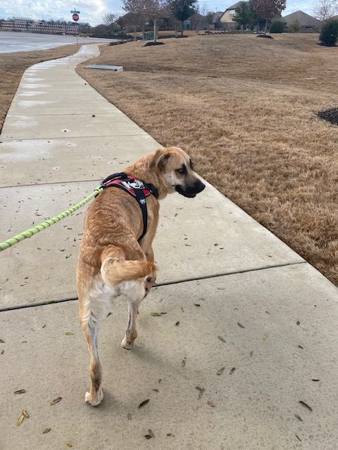 Clyde, a Adoptable mixed breed in Buda, TX image 2/6