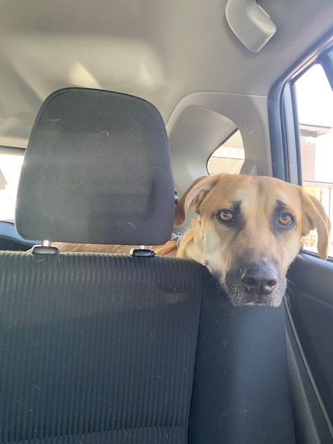 Clyde, a Adoptable mixed breed in Buda, TX image 4/6