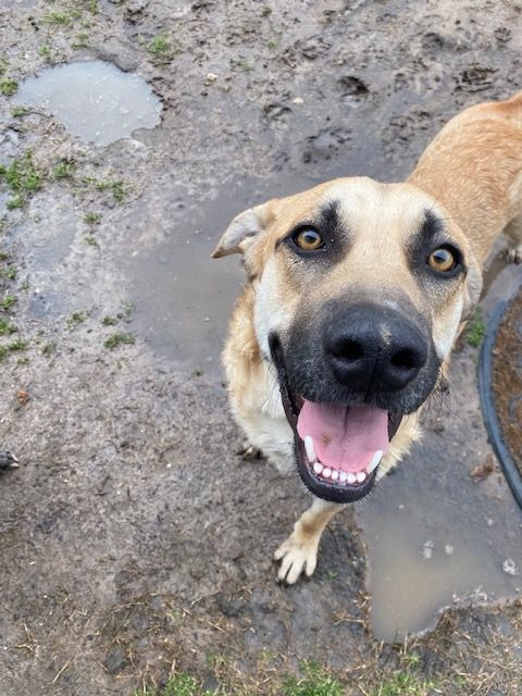Clyde, a Adoptable mixed breed in Buda, TX image 5/6