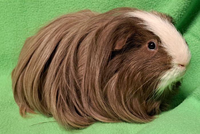 Rigby, ADOPTABLE, Adult Male Silkie / Sheltie.