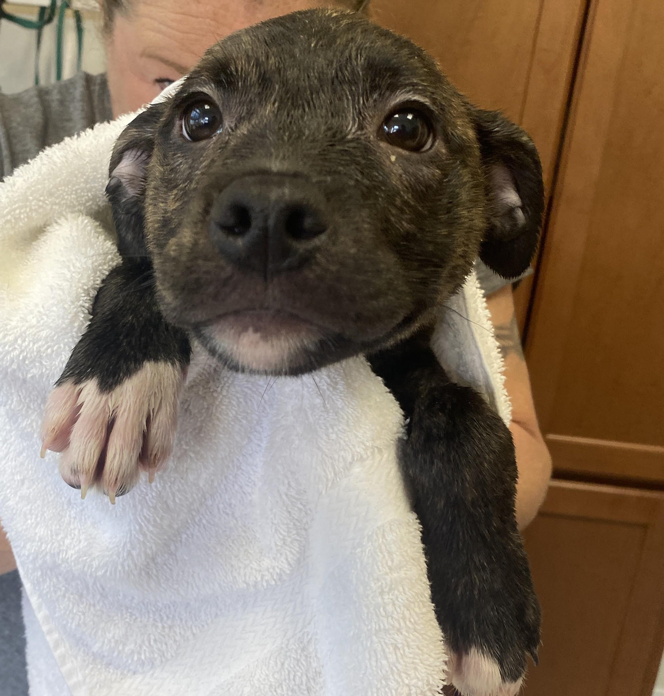 Enlarge Ziti, a Adoptable mixed breed in Winnabow, NC image 1/2