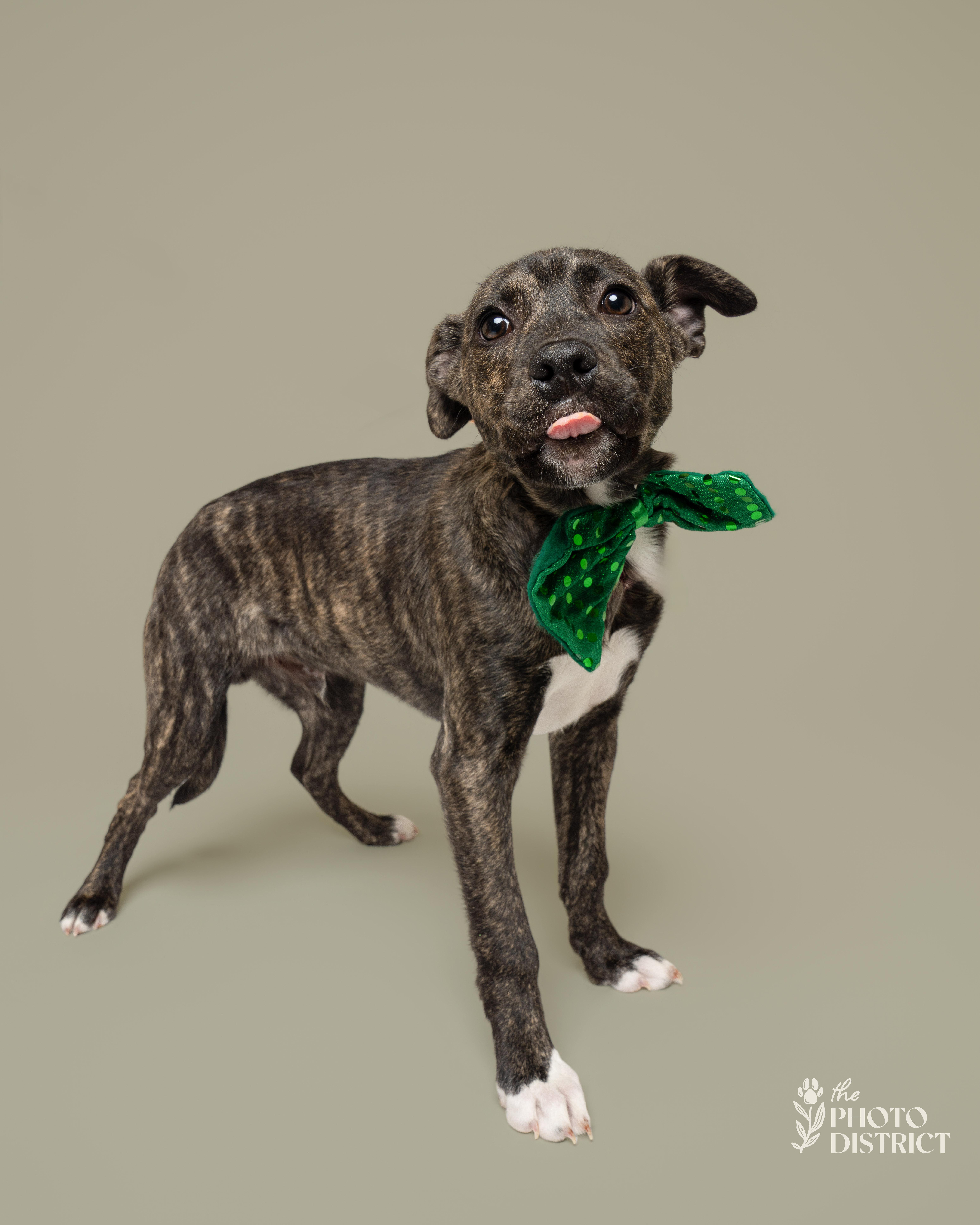 Enlarge Ziti, a Adoptable mixed breed in Winnabow, NC image 2/3