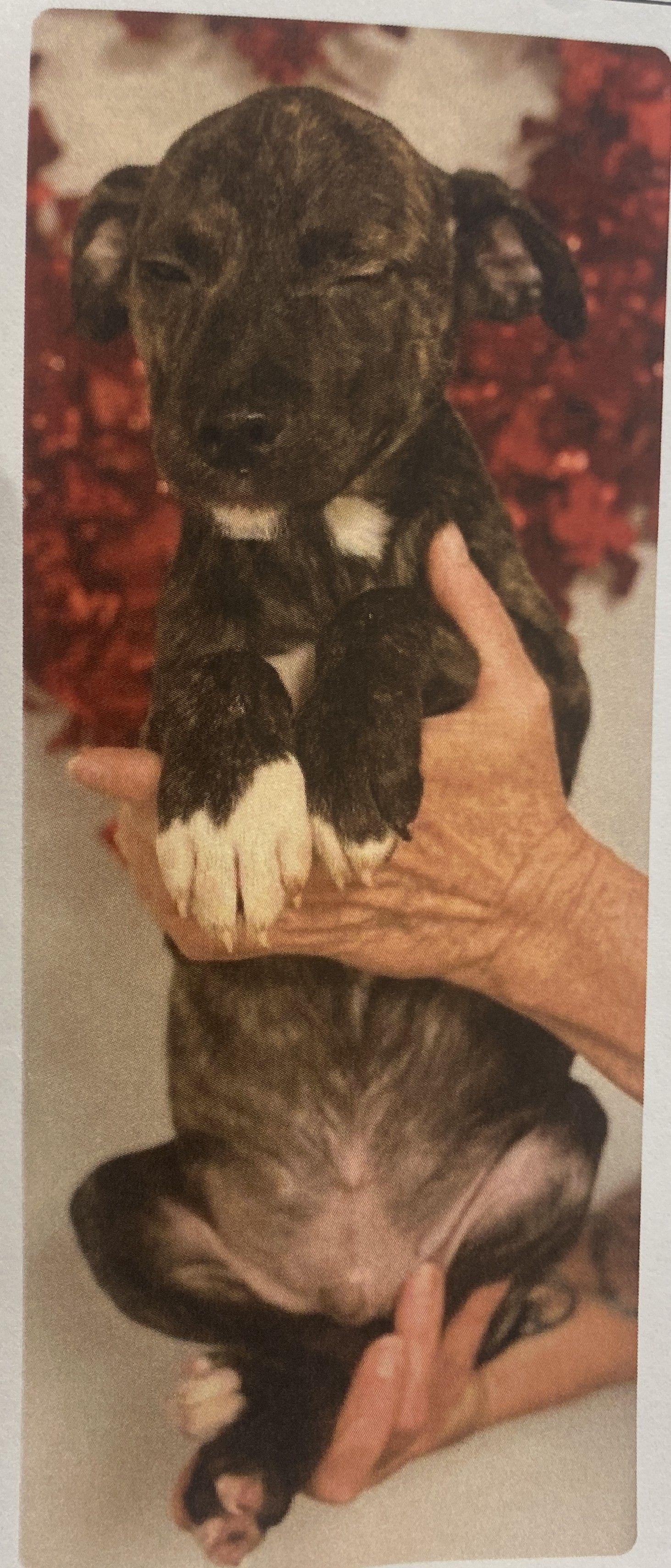 Enlarge Ziti, a Adoptable mixed breed in Winnabow, NC image 2/2