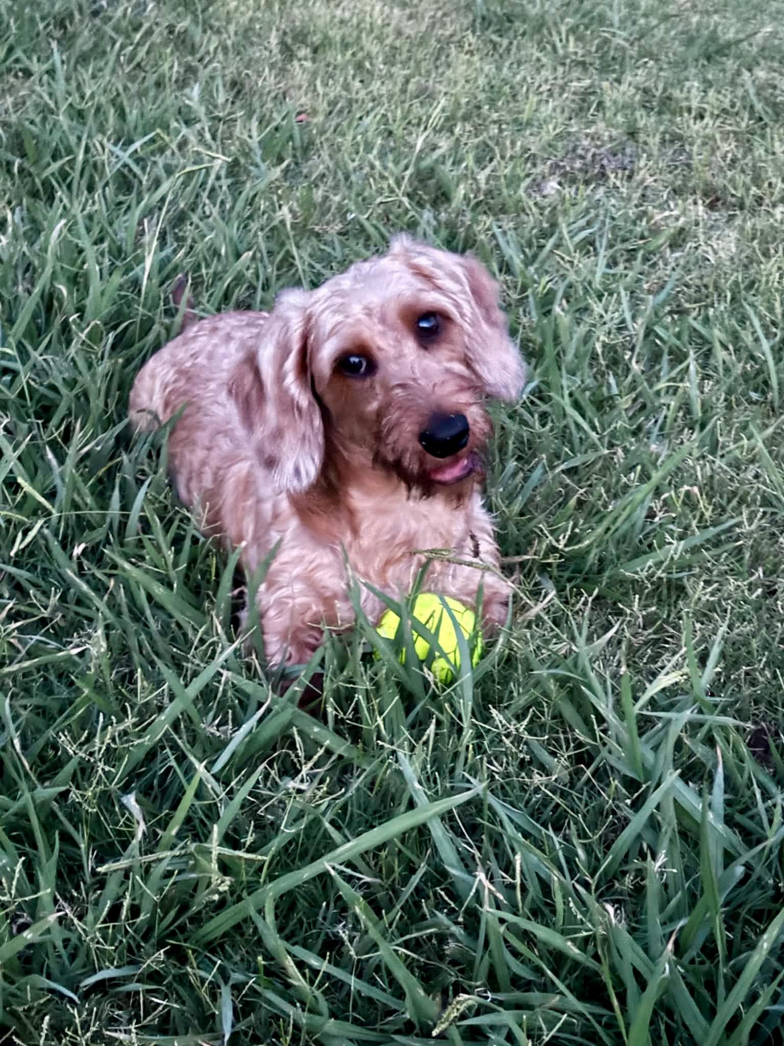 Enlarge Levi, a Adoptable Wirehaired Dachshund in Chickasha, OK image 1/4