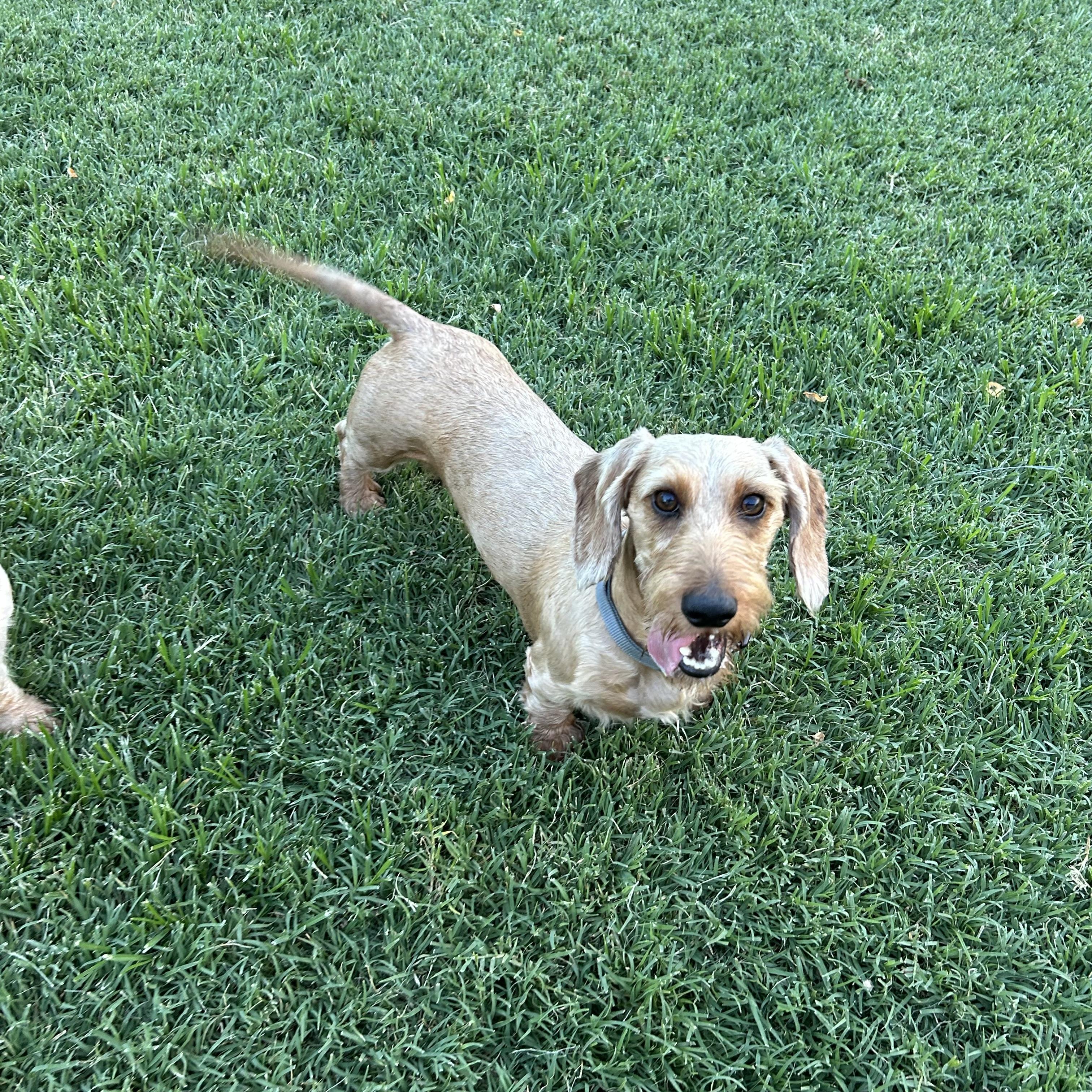Levi, Adoptable, Adult Male Wirehaired Dachshund.