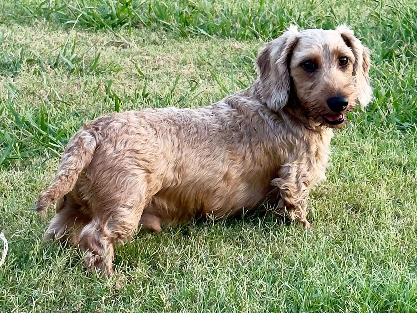 Enlarge Levi, a Adoptable Wirehaired Dachshund in Chickasha, OK image 3/4