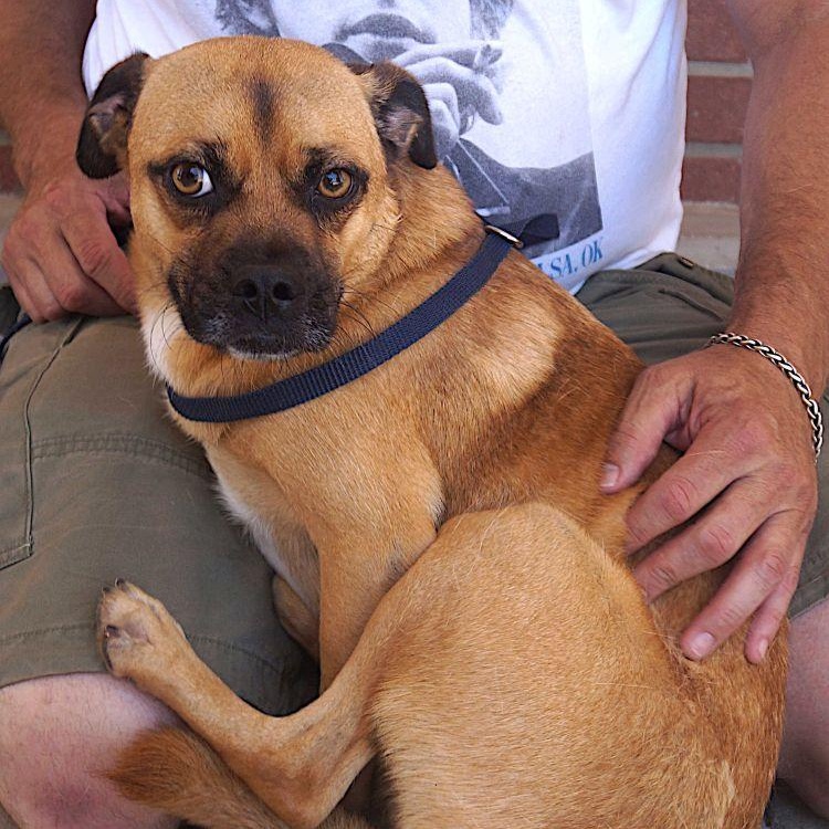 Kirby, Adult Male Pug