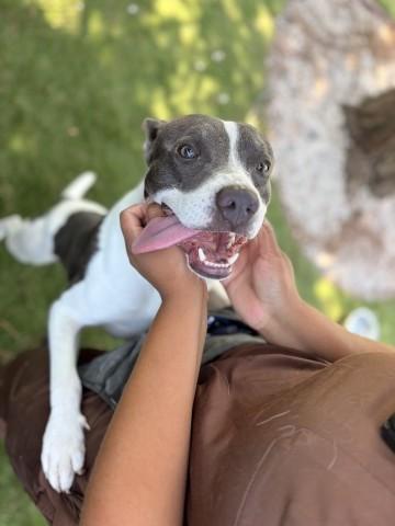MIRAZ, Adoptable, Young Male Pit Bull Terrier & Mixed Breed.