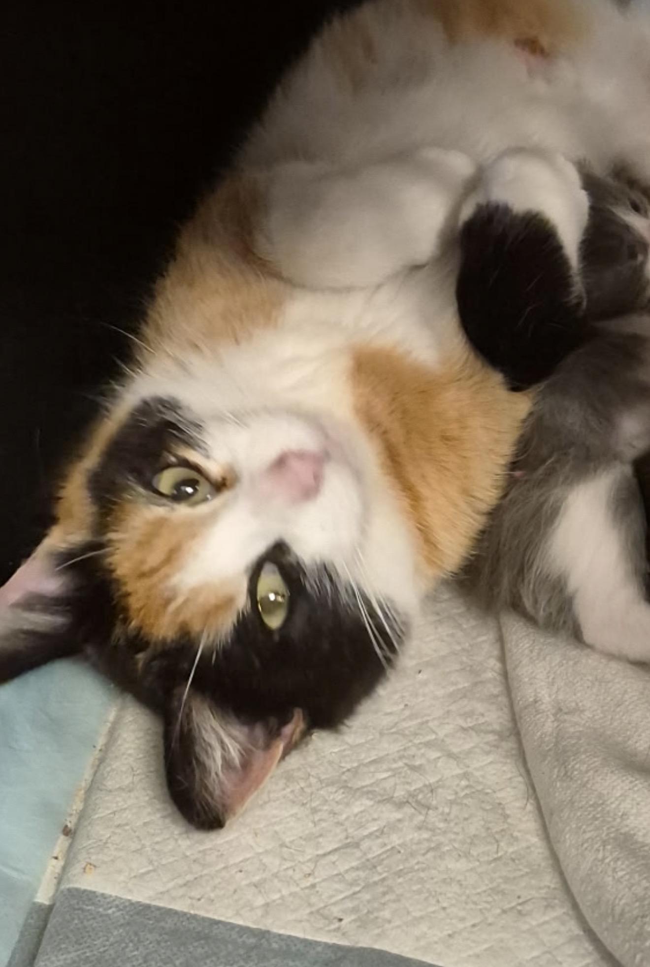 Wolfie, Adoptable, Adult Female Domestic Medium Hair.