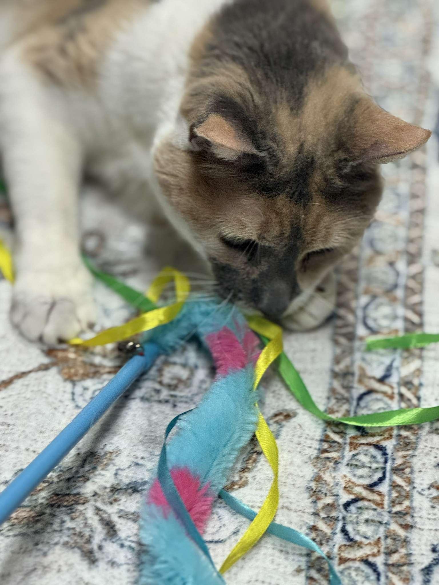 Little Girl, a Adoptable Dilute Calico in Houston, TX image 4/4