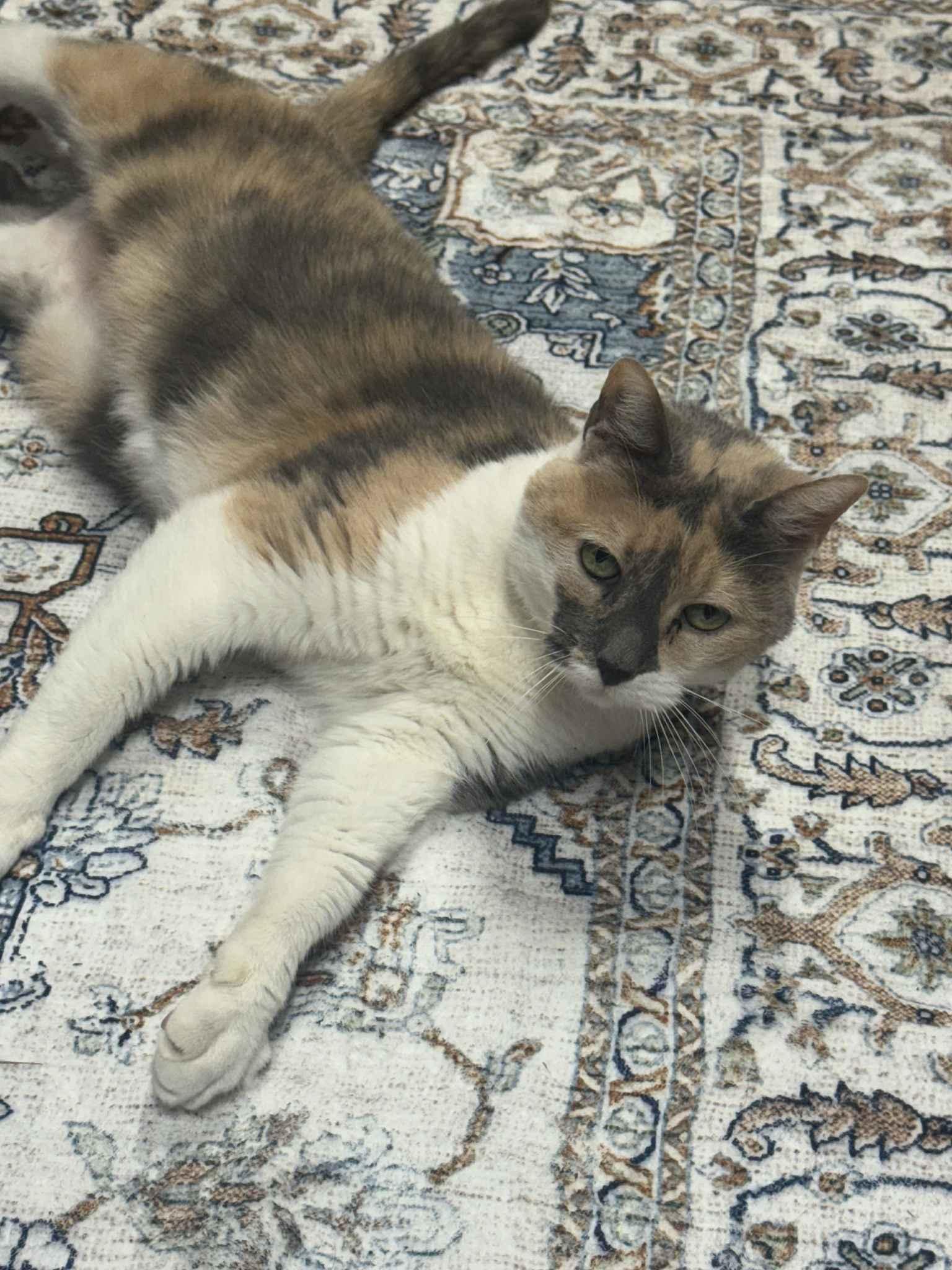 Little Girl, a Adoptable Dilute Calico in Houston, TX image 2/4