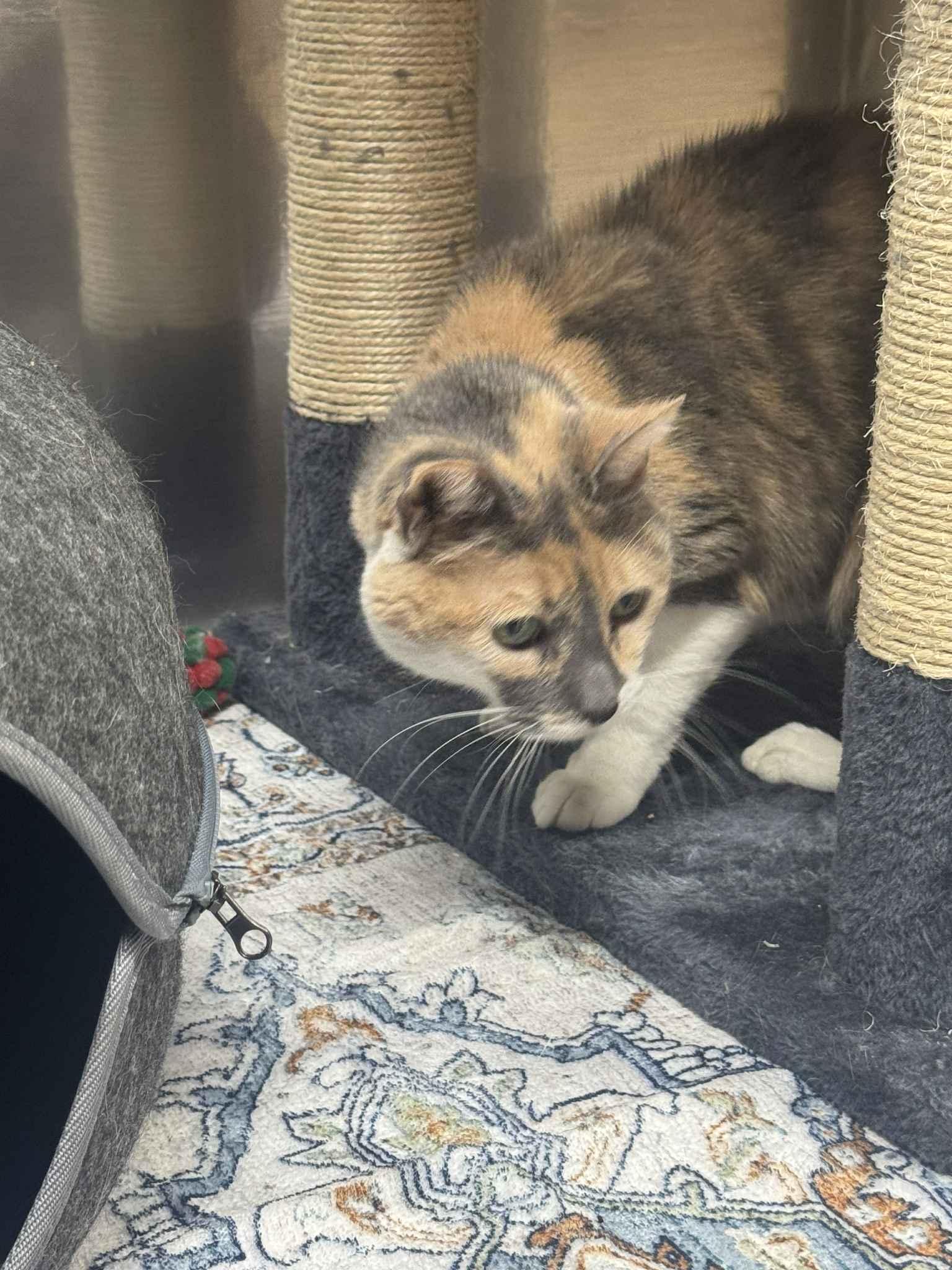 Little Girl, a Adoptable Dilute Calico in Houston, TX image 3/4