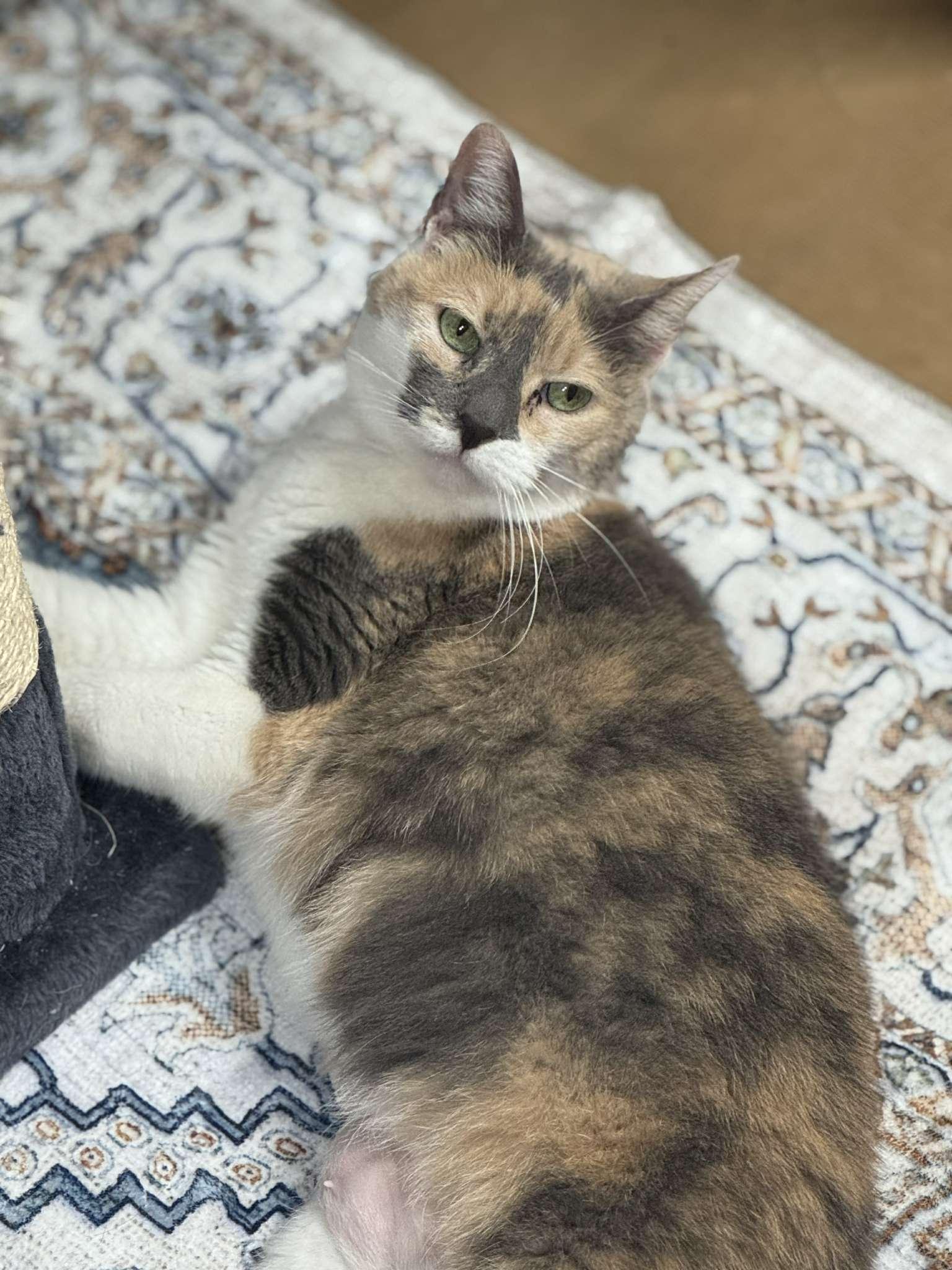 Little Girl, a Adoptable Dilute Calico in Houston, TX image 1/4