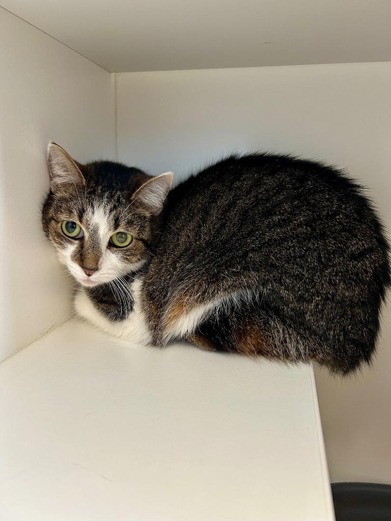 Millie Vanillie, a Adoptable mixed breed in West Union, OH image 1/2