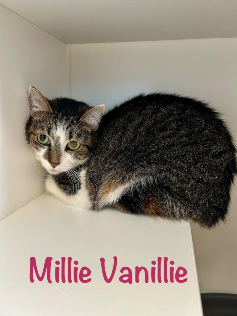 Millie Vanillie, a Adoptable mixed breed in West Union, OH image 2/2