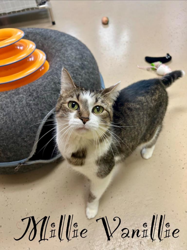 Enlarge Millie Vanillie, a Adoptable mixed breed in West Union, OH image 3/3