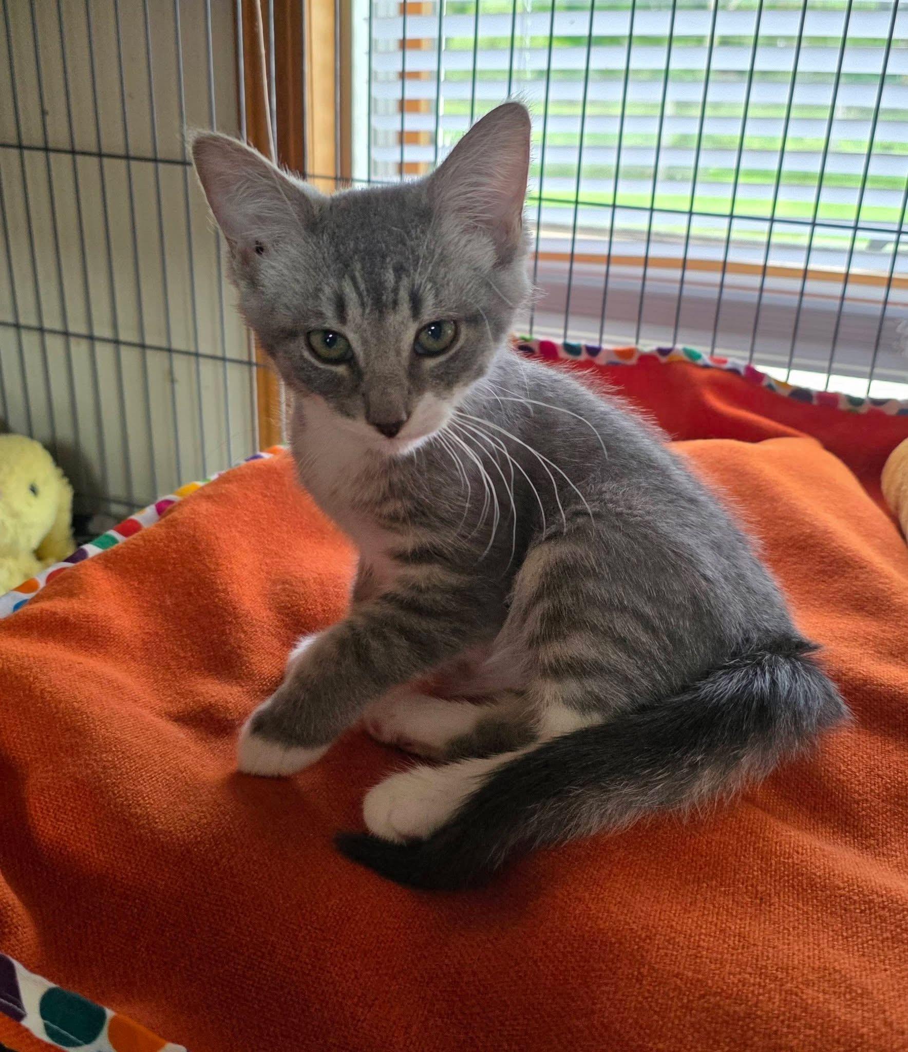 Tailz, a ADOPTABLE Domestic Short Hair in Saginaw, MI image 2/2
