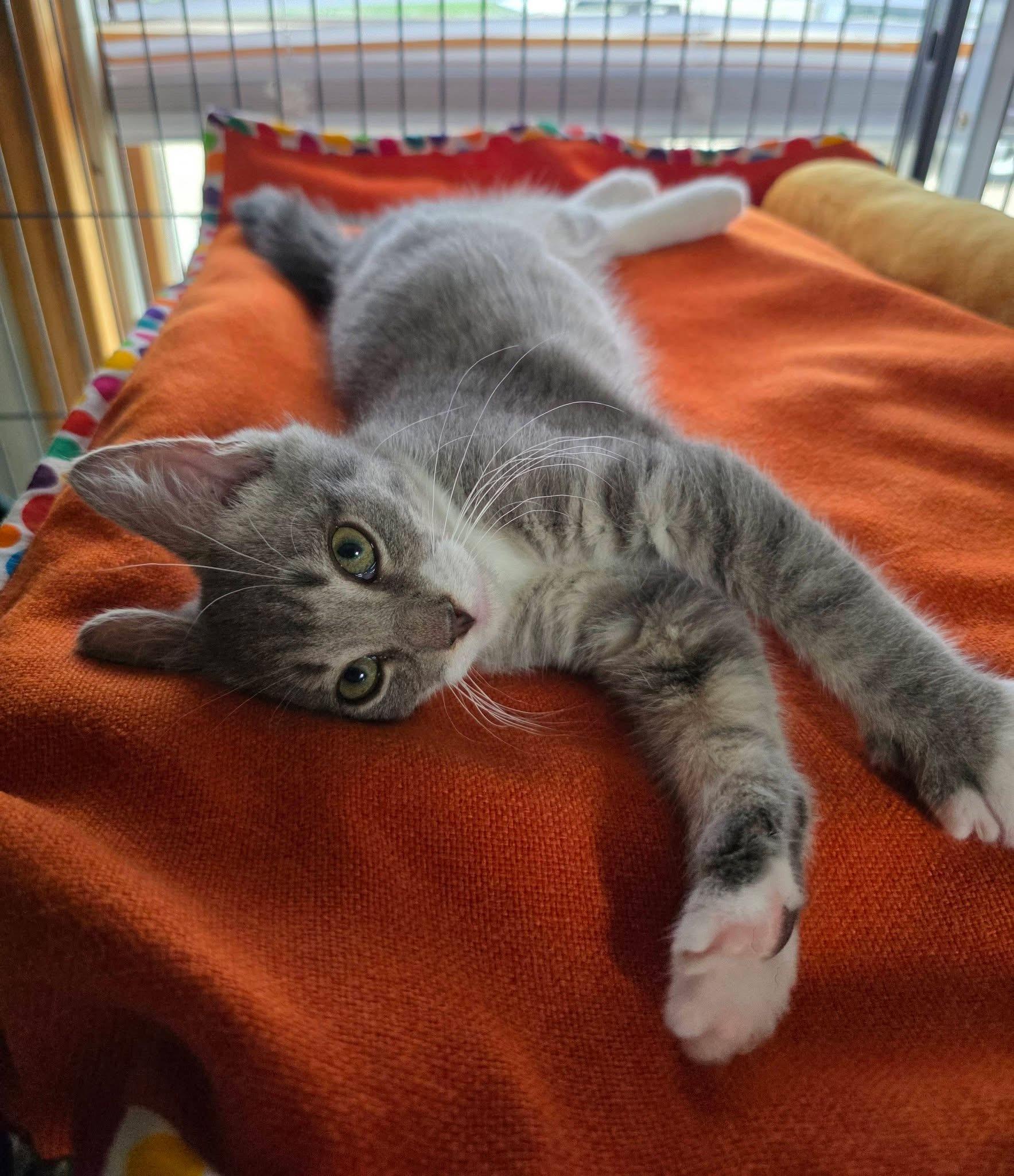 Tailz, a ADOPTABLE Domestic Short Hair in Saginaw, MI image 1/2