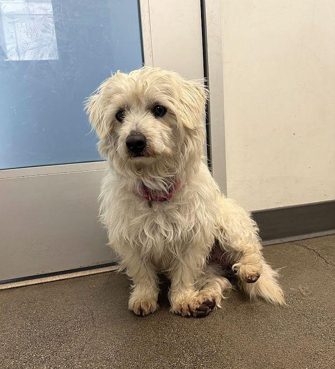 Parmesan, a ADOPTABLE mixed breed in Berkeley, CA image 4/6