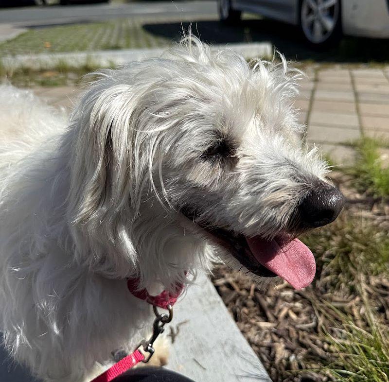 Parmesan, a ADOPTABLE mixed breed in Berkeley, CA image 5/6