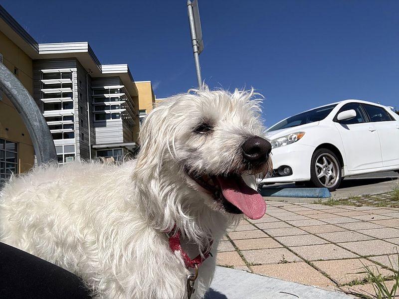 Parmesan, a ADOPTABLE mixed breed in Berkeley, CA image 1/6
