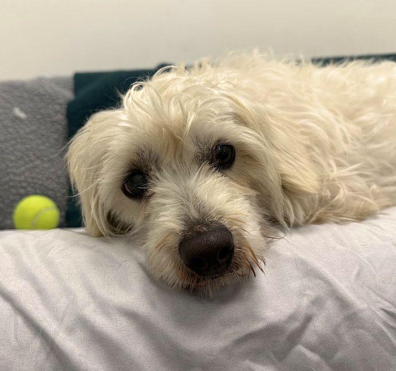 Parmesan, a ADOPTABLE mixed breed in Berkeley, CA image 2/6