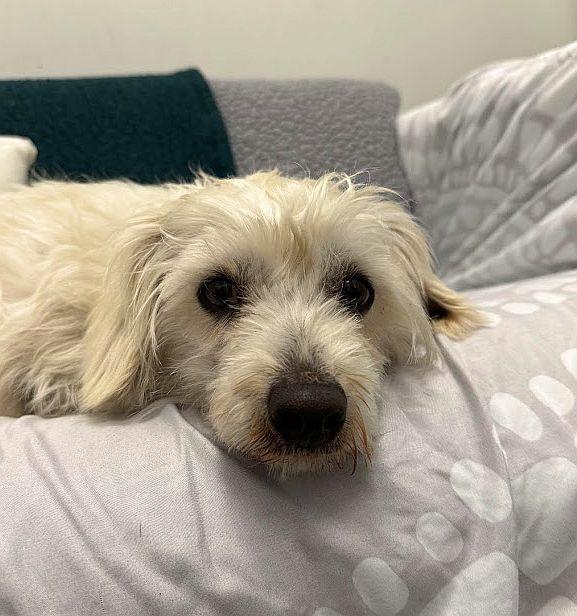 Parmesan, a ADOPTABLE mixed breed in Berkeley, CA image 6/6