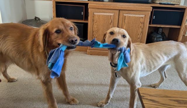 Mocha, Adopted, Young Female Labrador Retriever.