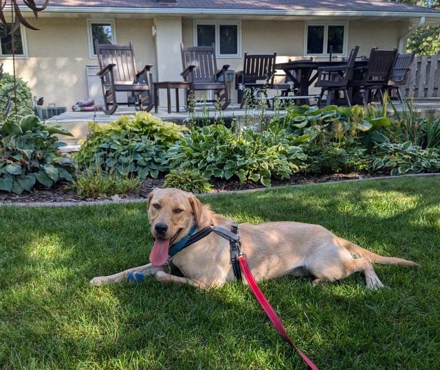 Enlarge Mocha, a Adopted mixed breed in Minnetonka, MN image 2/3