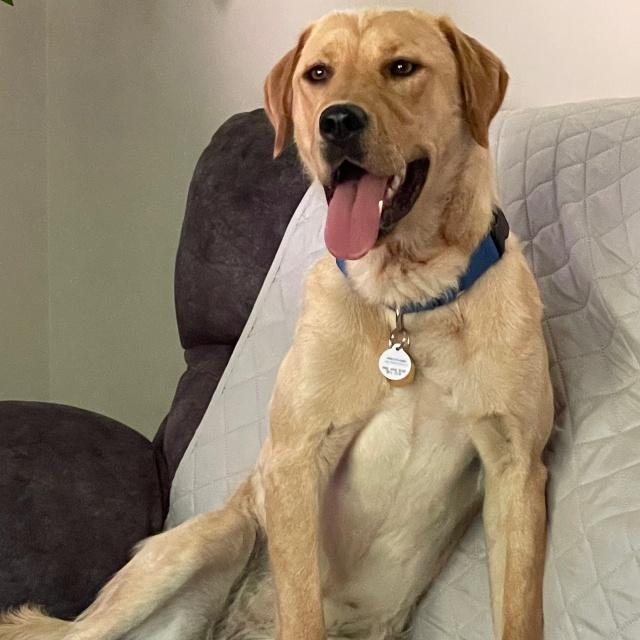 Enlarge Mocha, a Adopted mixed breed in Minnetonka, MN image 3/3