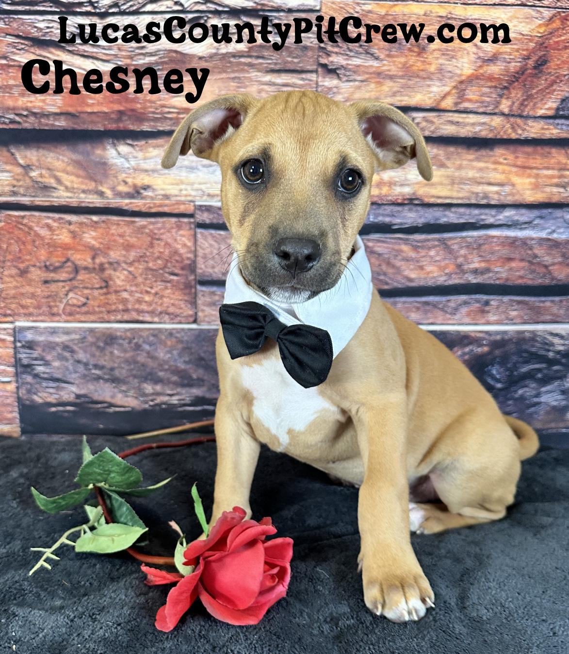Chesney
