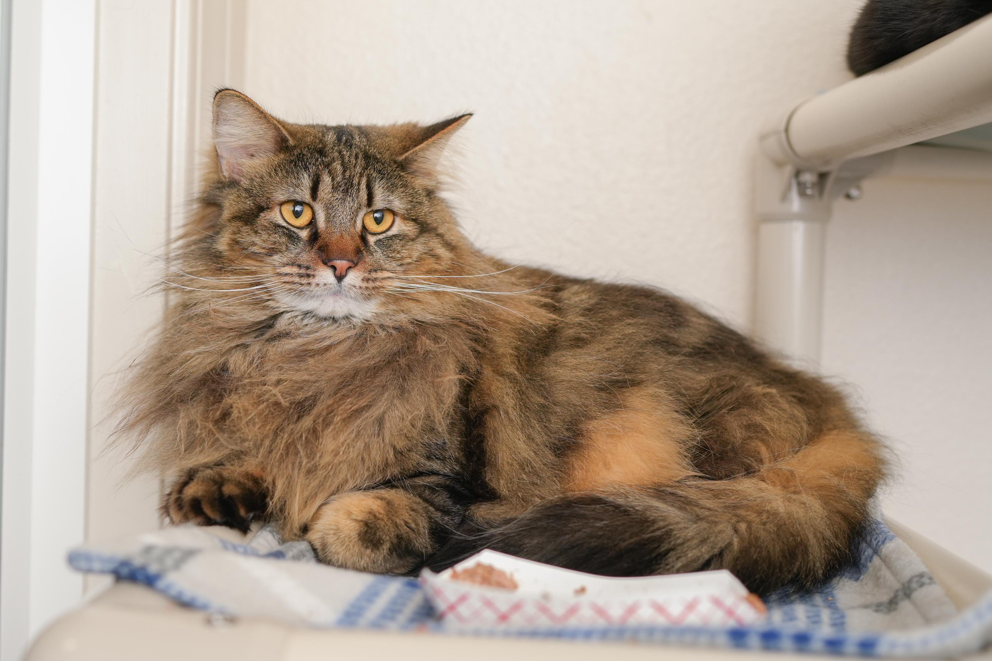 Enlarge Bobby Joe, a ADOPTABLE Domestic Long Hair in Boise, ID image 3/3
