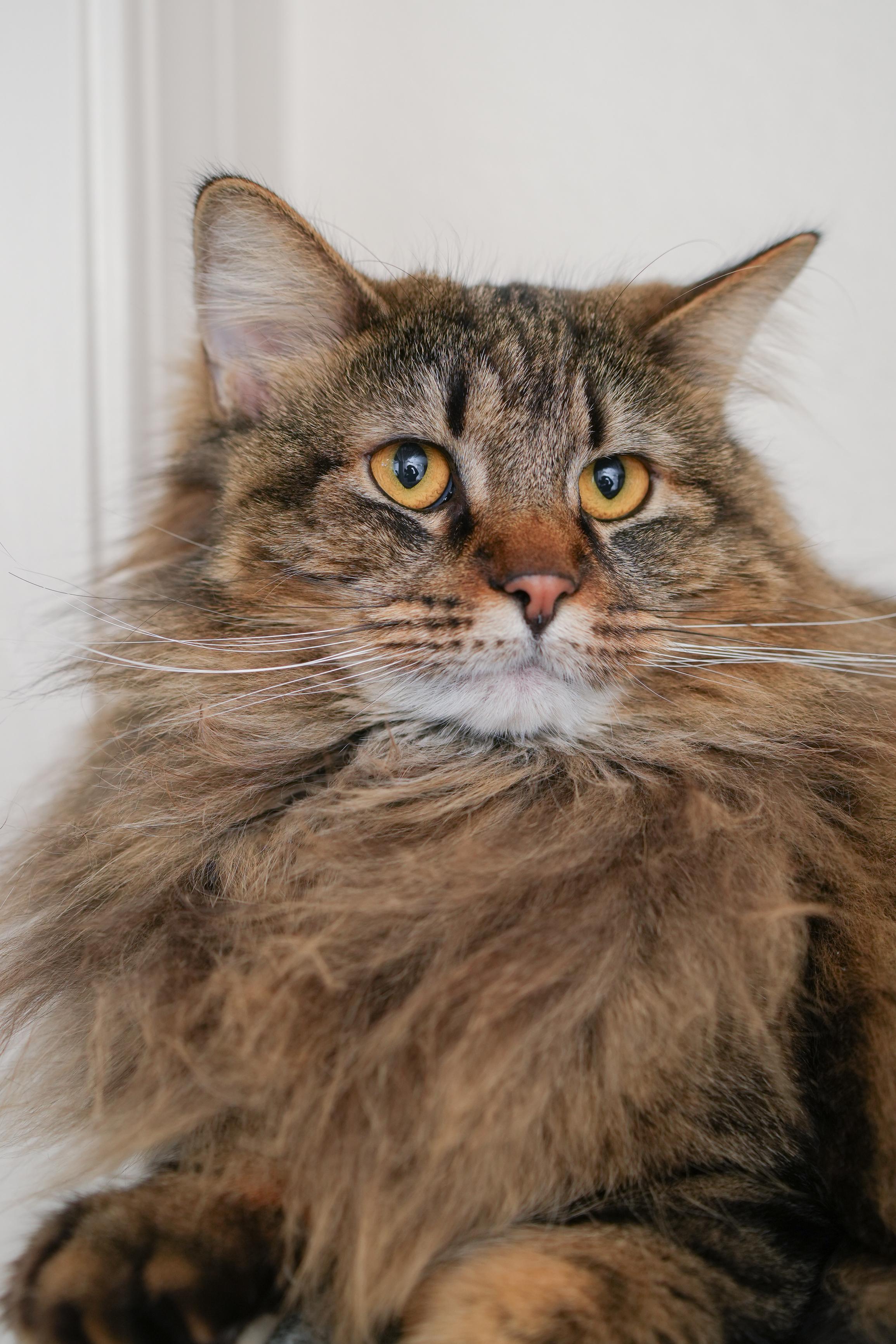 Enlarge Bobby Joe, a ADOPTABLE Domestic Long Hair in Boise, ID image 2/3