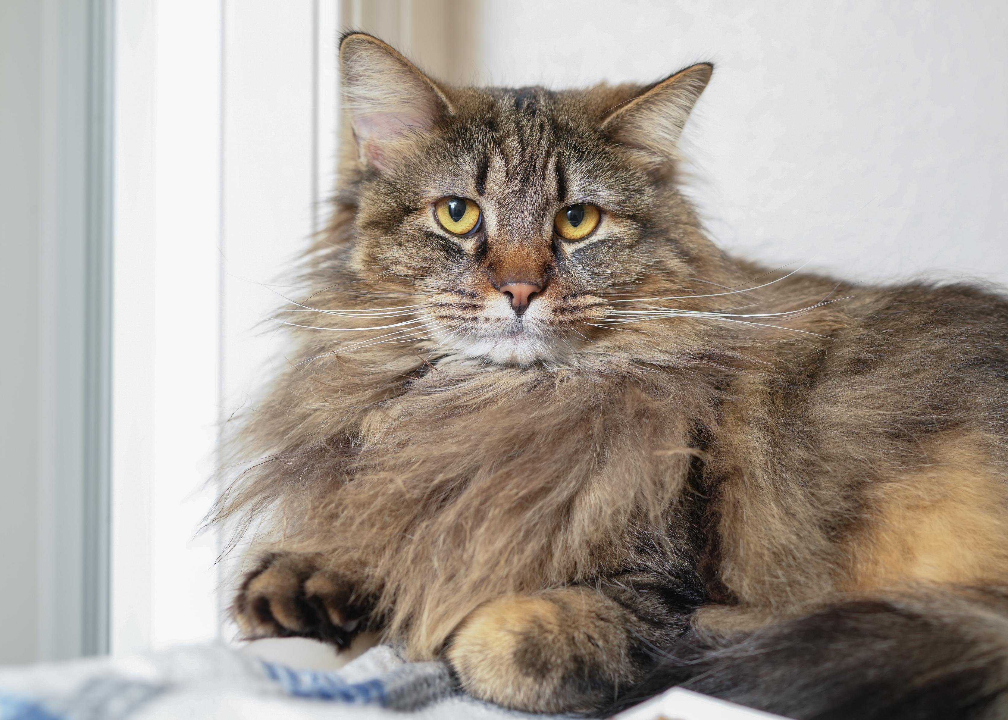 Enlarge Bobby Joe, a ADOPTABLE Domestic Long Hair in Boise, ID image 1/3