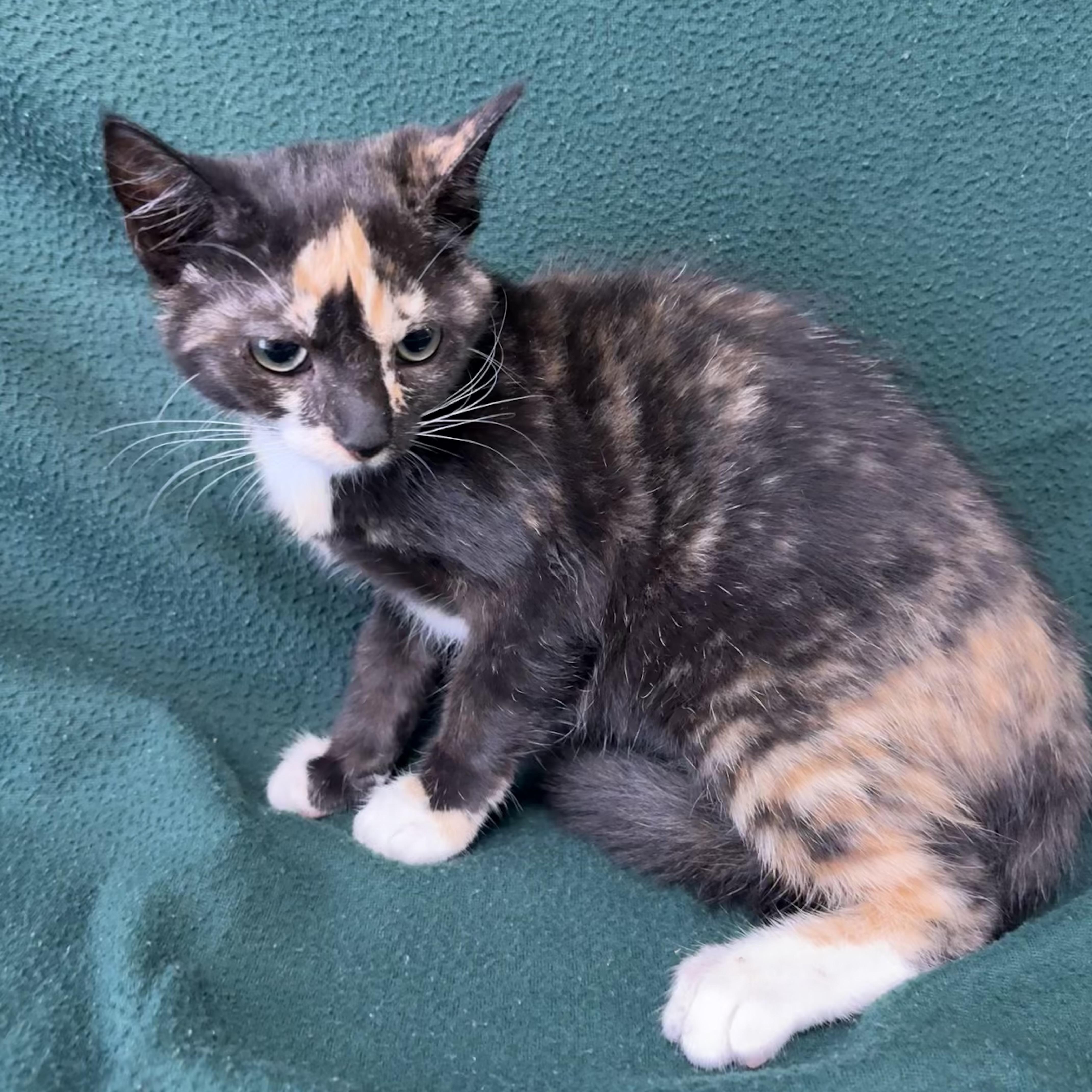 Lola, ADOPTABLE, Kitten Female Domestic Short Hair.