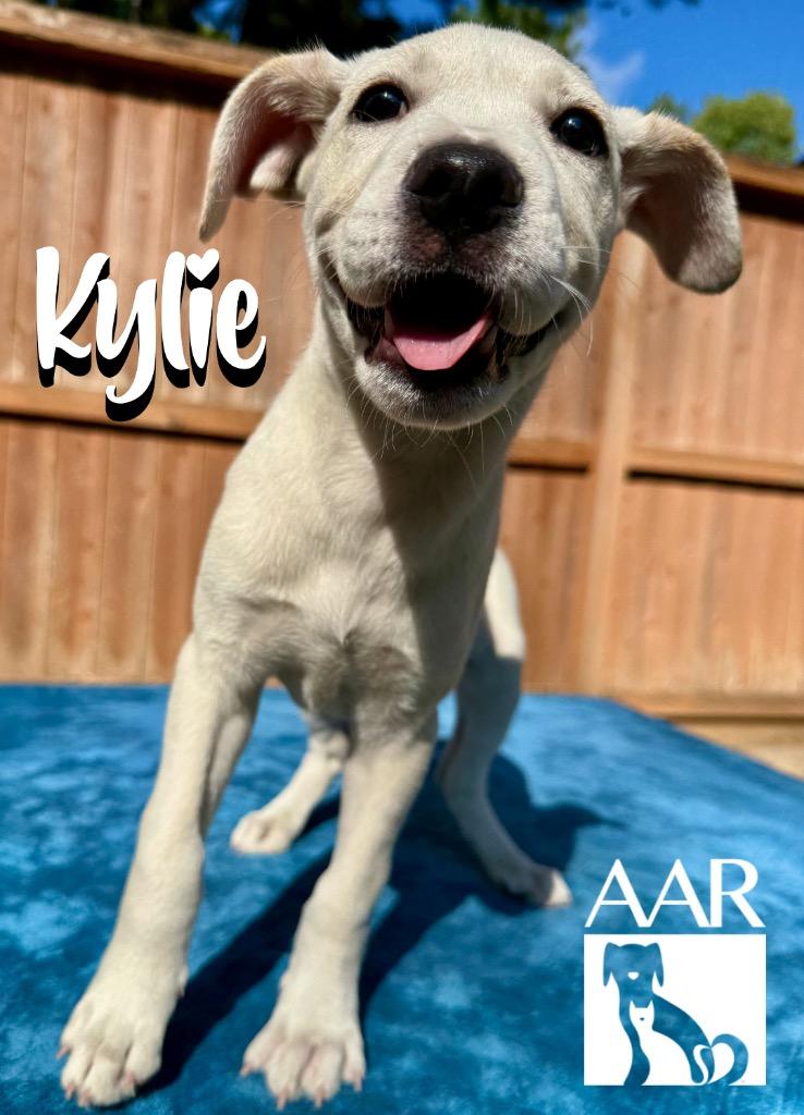 Enlarge Kylie, a Adoptable mixed breed in Magnolia, TX image 1/6
