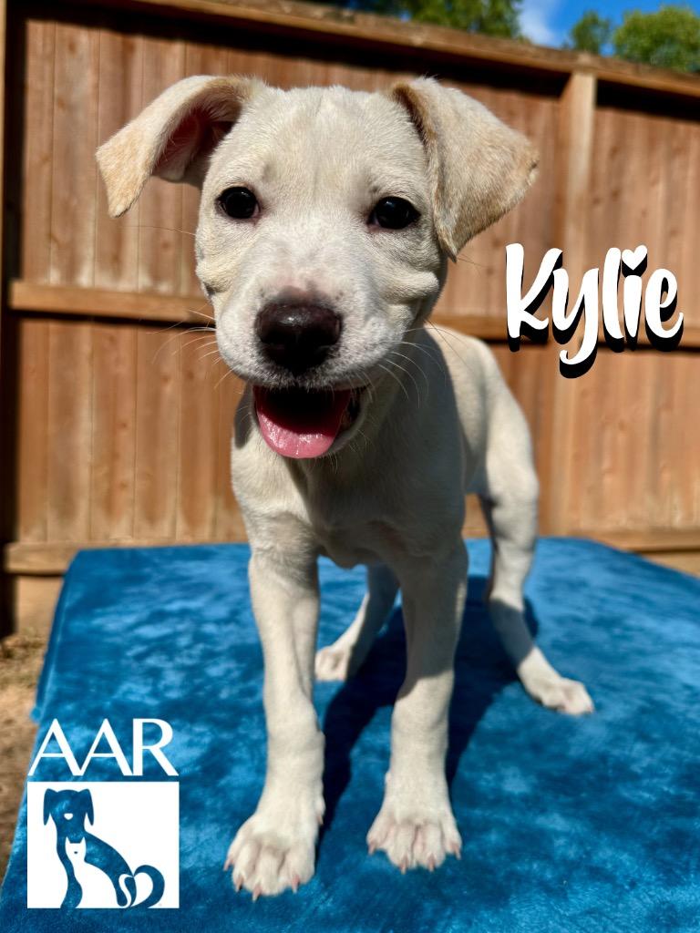 Enlarge Kylie, a Adoptable mixed breed in Magnolia, TX image 2/6